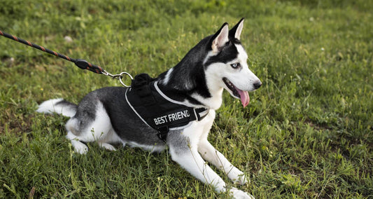 Why Choose Husky Haven