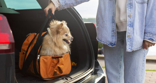 Essential Tips for Traveling with Pets: Safety & Comfort First